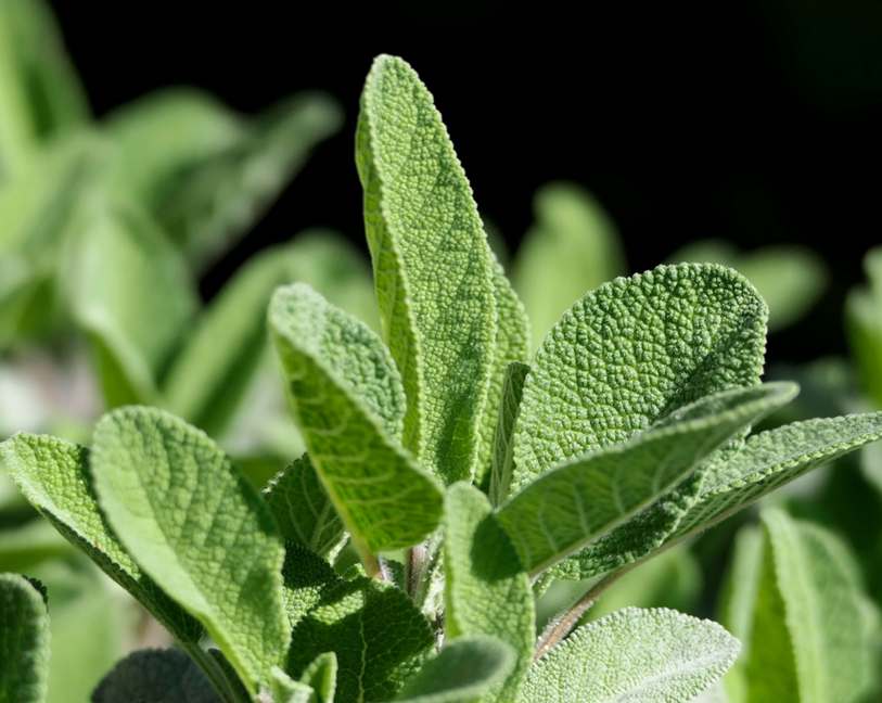 Vela aromática 100% vegetal (not so) vanilla, com essência de fava de baunilha.